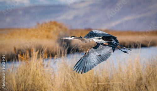 Fototapeta Naklejka Na Ścianę i Meble -  Closeup shot of Great blue heron flying over great Salt lake in Utah
