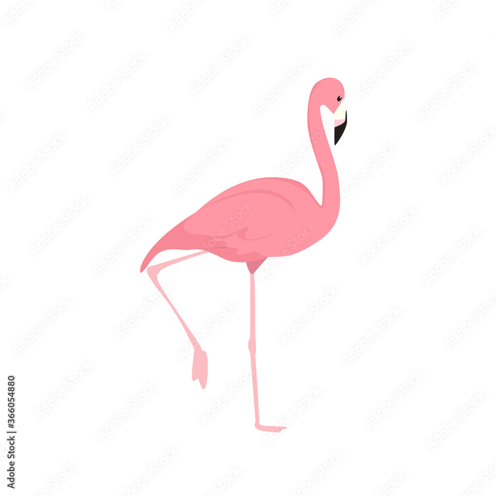 Flamingo Illustration