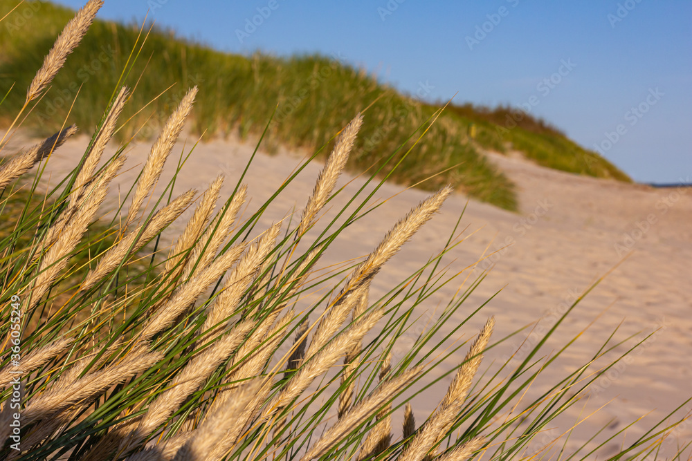 Dünengras weht im Wind, an der Ostsee Dünengras weht im Wind, an der Ostsee