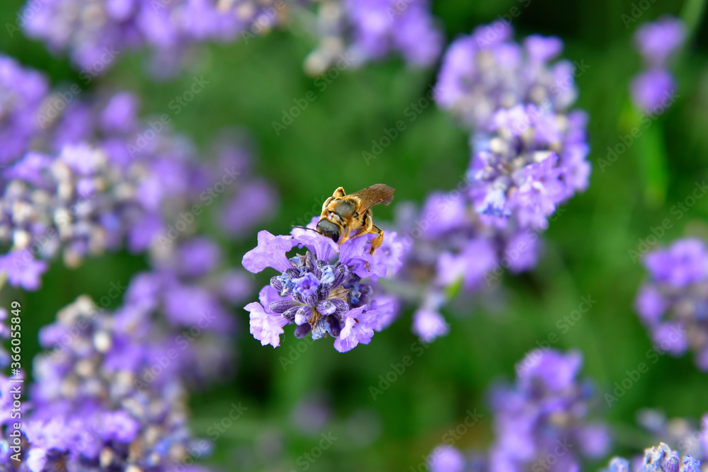 Nature, Insects Nature, Insects