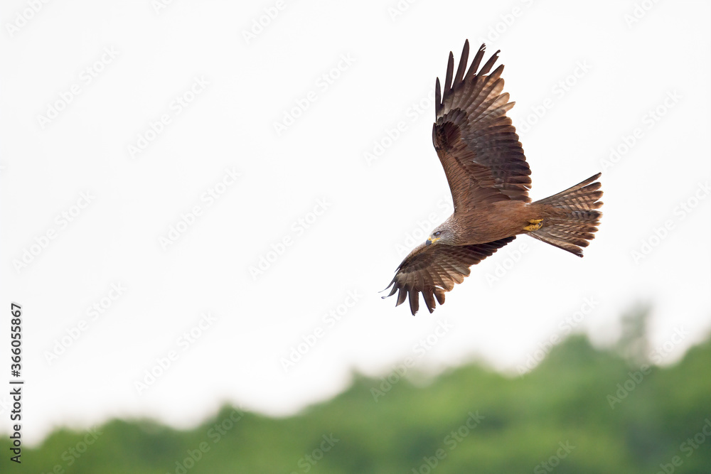 Obraz premium A black kite (Milvus migrans) flying in the morning light in Germany.