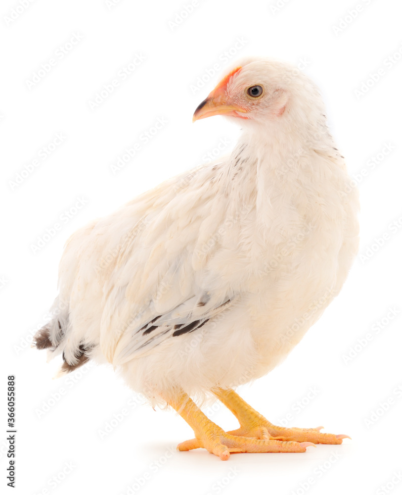Obraz premium White hen isolated.