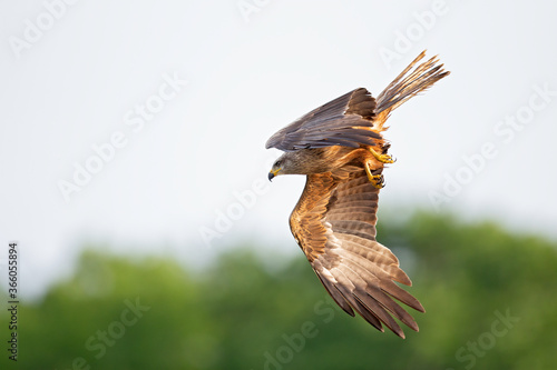 A black kite (Milvus migrans) flying in the morning light in Germany. photo