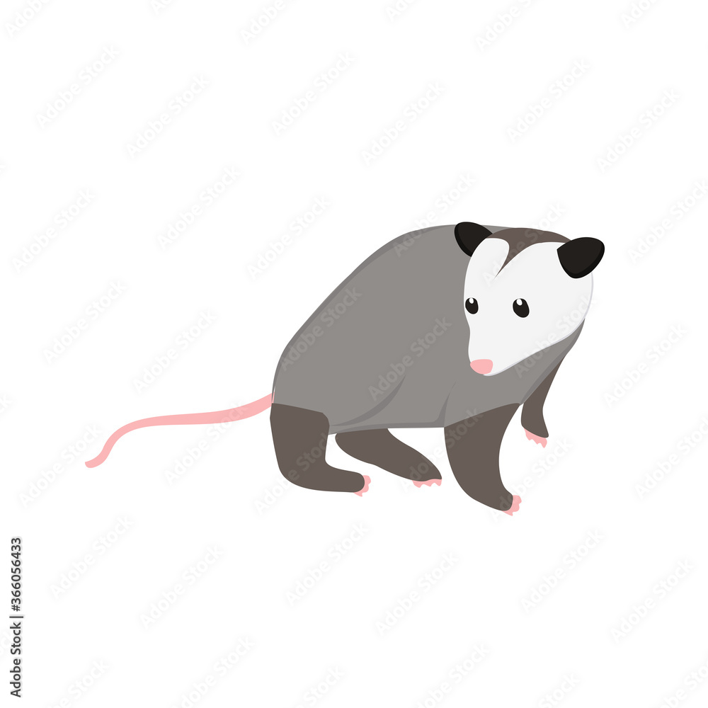 Fototapeta premium Possum Illustration