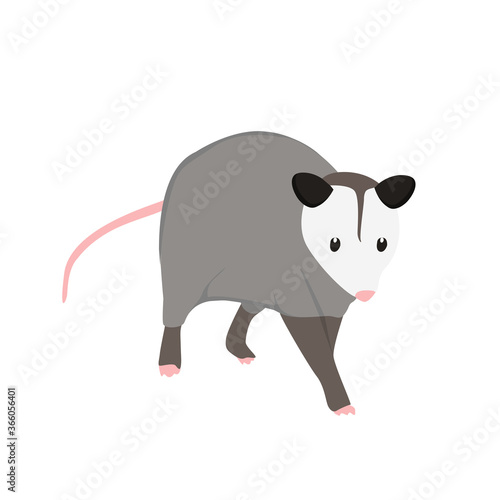 Possum Illustration