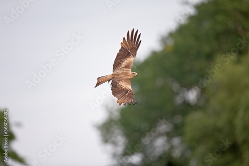 A black kite (Milvus migrans) flying in the morning light in Germany.