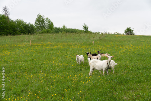 A small herd of goats crawling on a meadow on a spring day © Vasya
