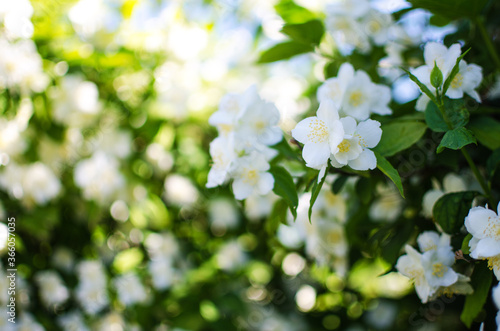 Delicate white jasmine flowers for good aroma and relaxation outdoors