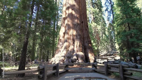 General Sherman tree in Sequoia National Park, Sierra Nevada in California, United States of America. The General Sherman tree is famous to be the largest tree in the world.