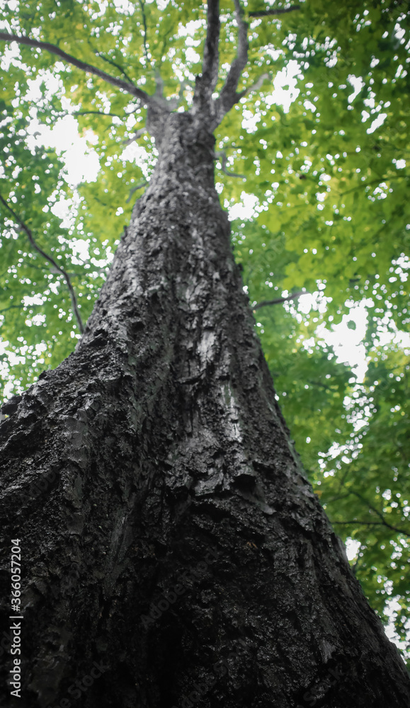 Fototapeta premium tree in the forest