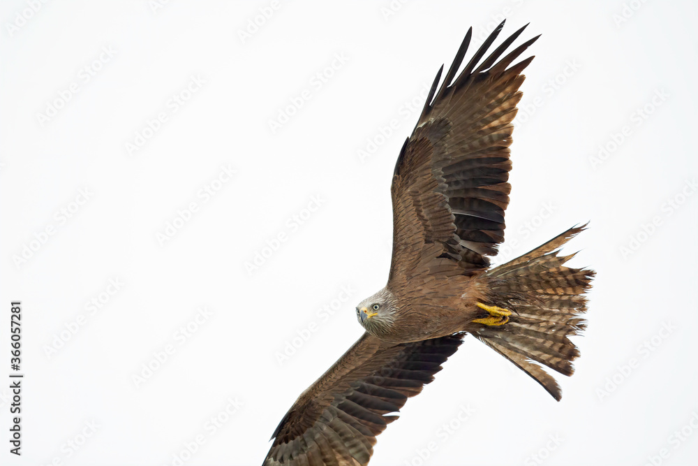 Fototapeta premium A black kite (Milvus migrans) flying in the morning light in Germany.