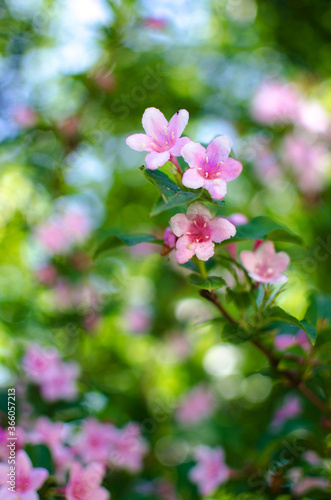 Delicate white jasmine flowers for good aroma and relaxation outdoors