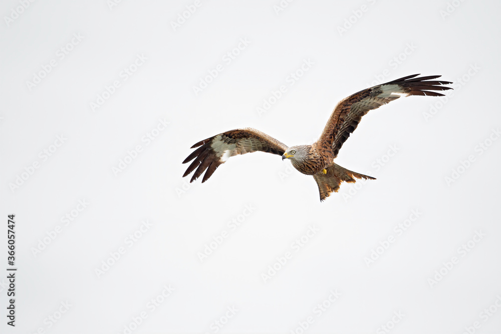 Fototapeta premium A red kite flying in the early morning light at a lake in Germany.