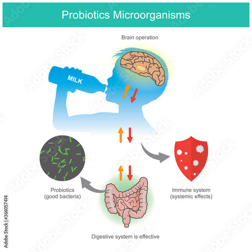 Probiotics Microorganisms. Sample diagram when a kid receives probiotics (lactic acid bacteria) from drinking milk or yogurt products include eat vitamin..