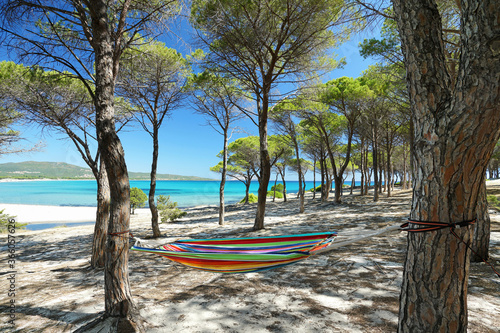 Fototapeta Naklejka Na Ścianę i Meble -  amazing beach with pine trees, colorful hammock and turquoise water, Sardinia, Italy