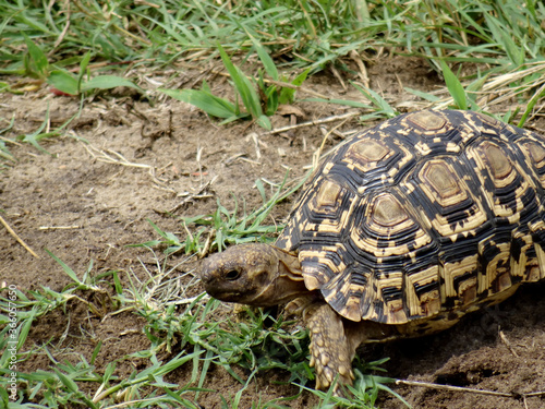 Stigmochelys pardalis