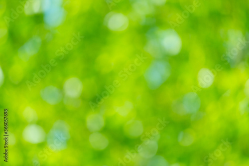 Blurred green backround