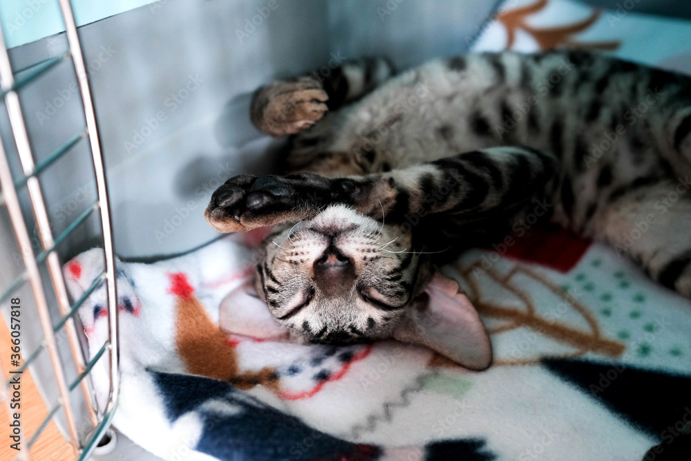 Kitten is sleeping. Carrier for animals. Cornish Rex resting on its