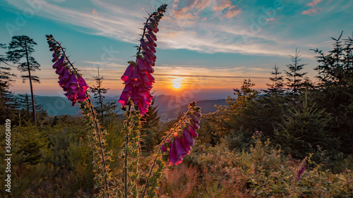
Beautiful panorama of blooming red foxglove (Digitalis purpurea) illuminated by the evening sun at sunset in the Black Forest Germany photo