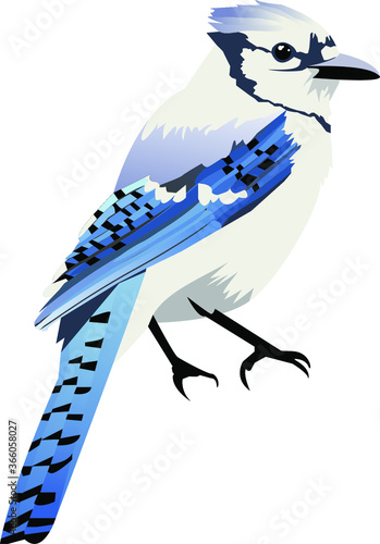 Blue jaw