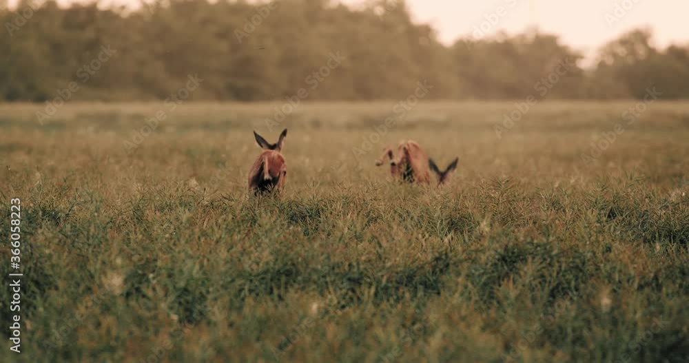 Deer in Wheat Field Running Jumping Away Morning Dawn Slow Motion Cinematic Deer in Wheat Field Running Jumping Away Morning Dawn Slow Motion Cinematic