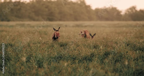 Deer in Wheat Field Running Jumping Away Morning Dawn Slow Motion Cinematic