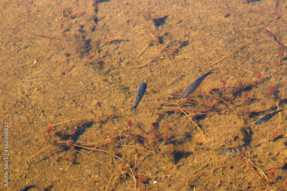 flock of small fish in the water, marine fauna flock of small fish in the water, marine fauna