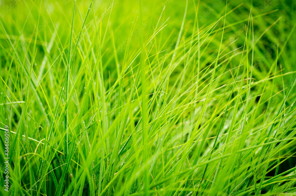 Obraz premium green grass texture
