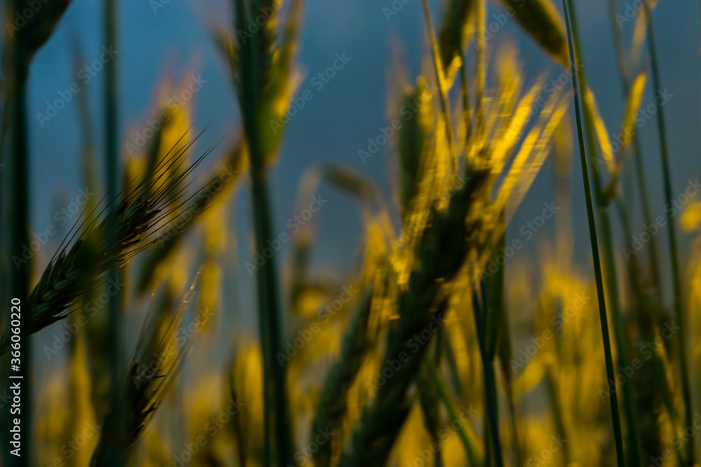 Obraz premium Wheat