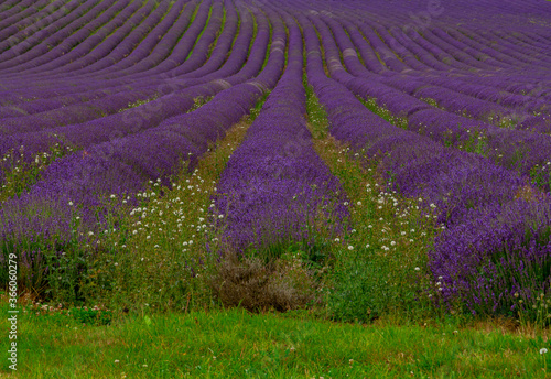 Lavender Fields in Kent