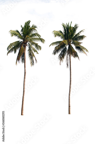 Two of coconuts tree on a white background with clipping path..