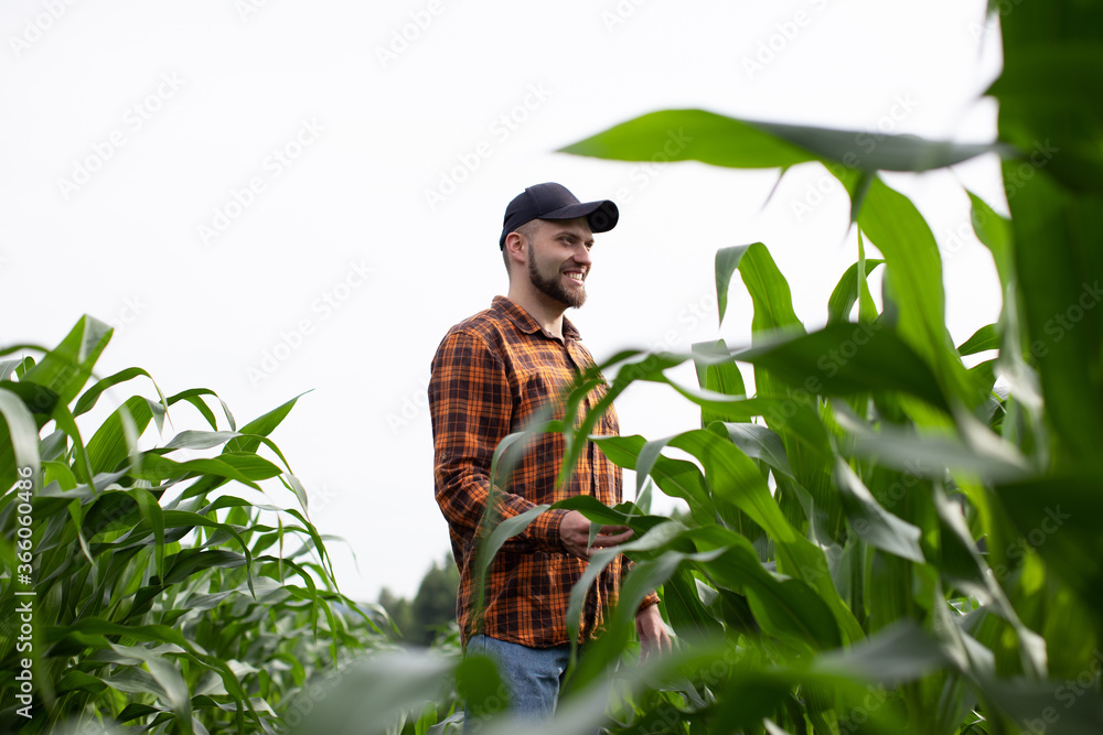 Happy farmer inspects corn for pests. Agricultural industry