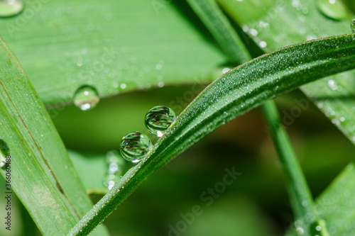 Dew drops on green grass leaf close up. meadow grass in drops rain, nature background. From pure water