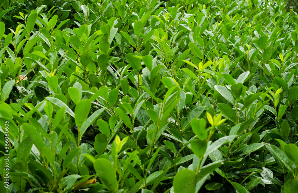 Fototapeta premium fresh green grass