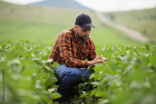 A farmer inspects a green soybean field. The concept of the harvest photo