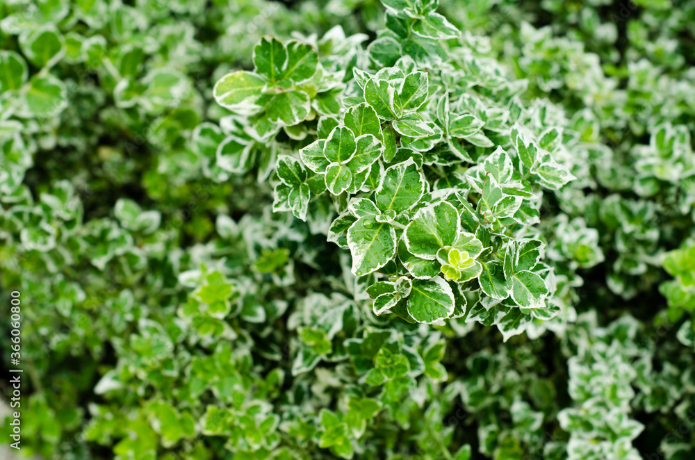 green leaves background green leaves background