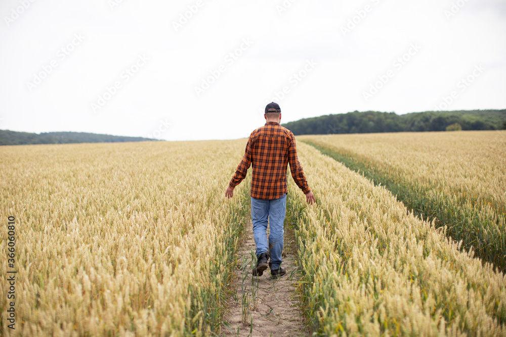 A farmer walks through a wheat field and inspects ears of wheat. Harvest concept A farmer walks through a wheat field and inspects ears of wheat. Harvest concept