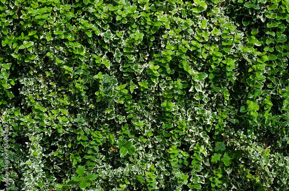 ivy on the wall ivy on the wall