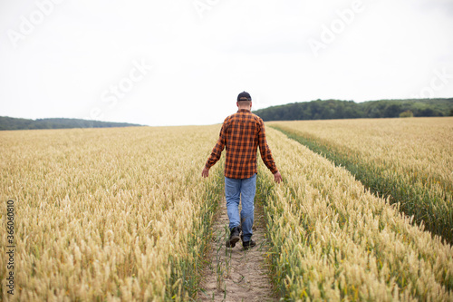 A farmer walks through a wheat field and inspects ears of wheat. Harvest concept