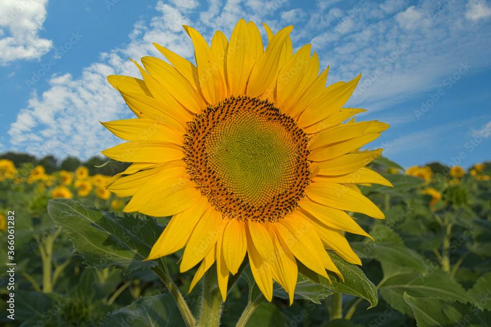 Sonnenblumenfeld im Elsass im Grand Ried Sonnenblumenfeld im Elsass im Grand Ried