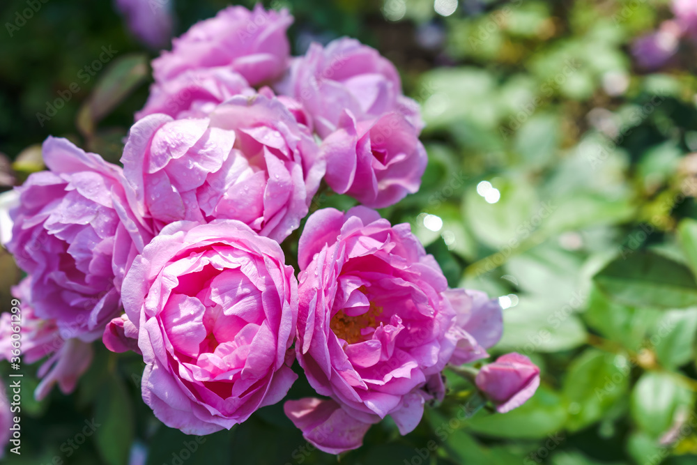 Bouquet of soft pink roses in the garden after the rain Bouquet of soft pink roses in the garden after the rain