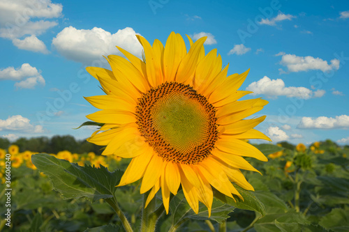 Sonnenblumenfeld im Elsass im Grand Ried