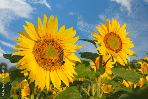 Sonnenblumenfeld im Elsass im Grand Ried