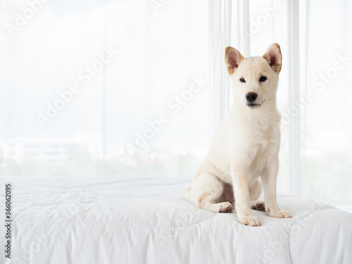 Shiba Inu Japanese pedigree adorable puppy white short hair fur staying and waiting pet owner while calm and peaceful mind on blanket topper at bedroom in the morning animal portrait with copy space