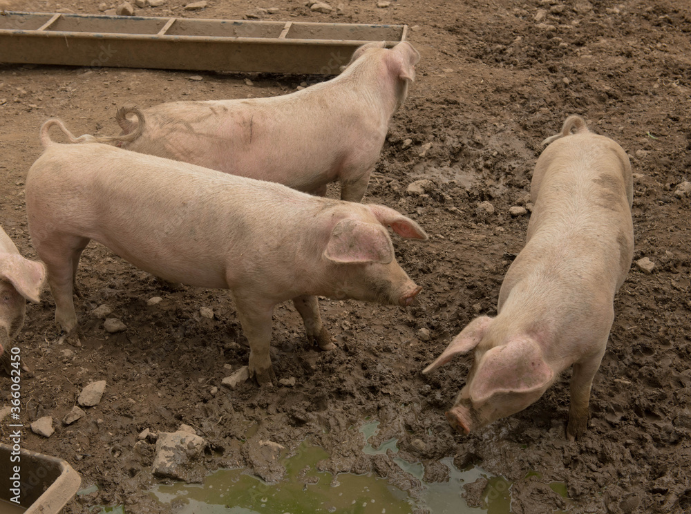 Domestic Pigs (Sus scrofa domesticus) Wallowing in Muddy Pen on a Farm in Rural Devon, England, UK Domestic Pigs (Sus scrofa domesticus) Wallowing in Muddy Pen on a Farm in Rural Devon, England, UK