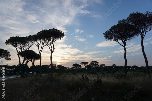 Italy  Tuscany  Grosseto Maremma  Castiglione della Pescaia  sunset In a pine forest