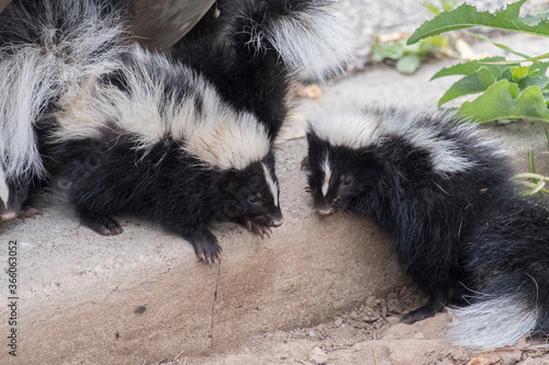 Cute baby skunks