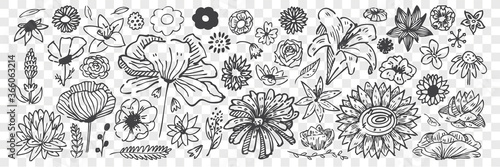 Hand drawn flowers doodle set.