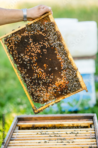 The beekeeper checks the hive. Looks at bees in the sun.
