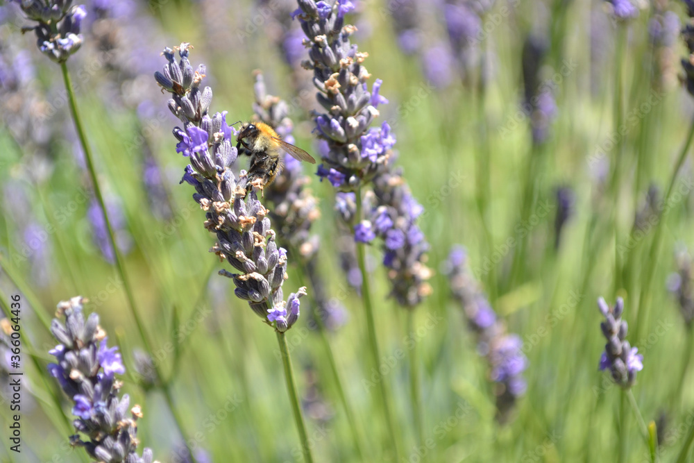 Fototapeta premium Petite nature : bombus pascuorum